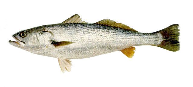 Cynoscion Fish Identification