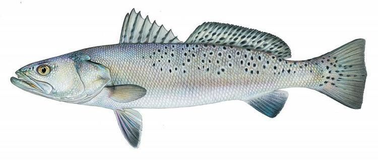 Cynoscion Fishes of Texas Cynoscion nebulosus