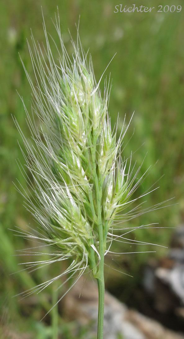 Cynosurus Dogtail Grasses of the Columbia River Gorge