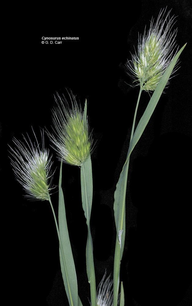 Cynosurus echinatus Oregon Flora Project