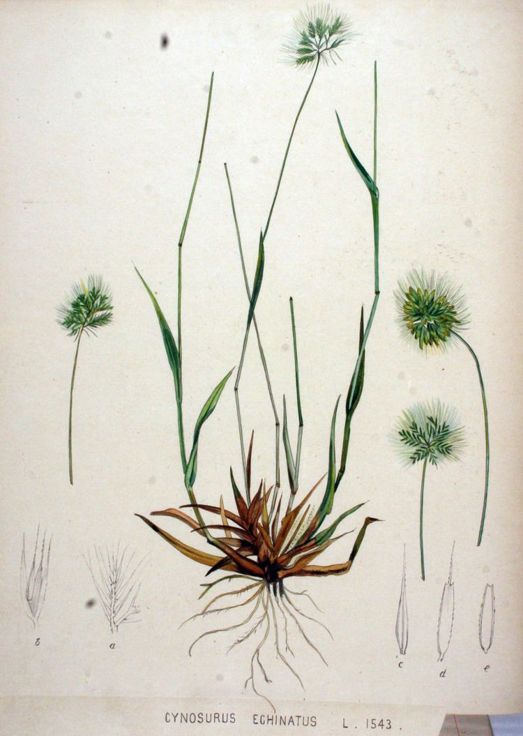 Cynosurus echinatus FileCynosurus echinatus Flora Batava Volume v20jpg Wikimedia
