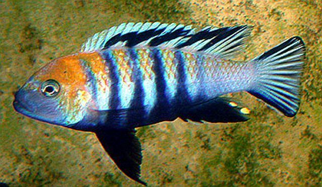 Cynotilapia Afra Edwardi Cynotilapia zebroides quotCobuequot Tropical Fish Keeping