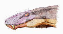 Cyonosaurus httpsuploadwikimediaorgwikipediacommonsthu