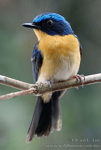 Cyornis Oriental Bird Club Image Database Bornean Blue Flycatcher