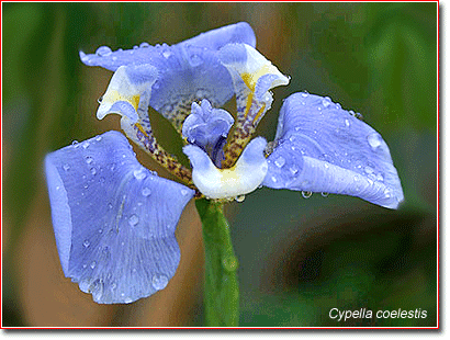 Cypella Cypella coelestis sequim rare plants