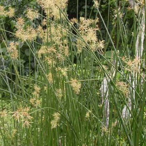 Cyperus articulatus cyperusarticulatusjpg