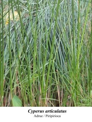 Cyperus articulatus Cyperus articulatus Useful Tropical Plants