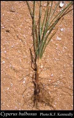Cyperus bulbosus Cyperus bulbosus Vahl FloraBase Flora of Western Australia