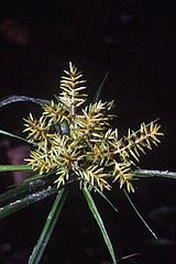 Cyperus esculentus httpsuploadwikimediaorgwikipediacommonsthu
