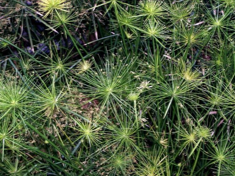 Cyperus haspan Cyperus haspan My Jungle Garden