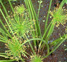 Cyperus haspan httpsuploadwikimediaorgwikipediaenthumb0