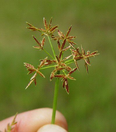 Cyperus haspan Cyperus haspan page