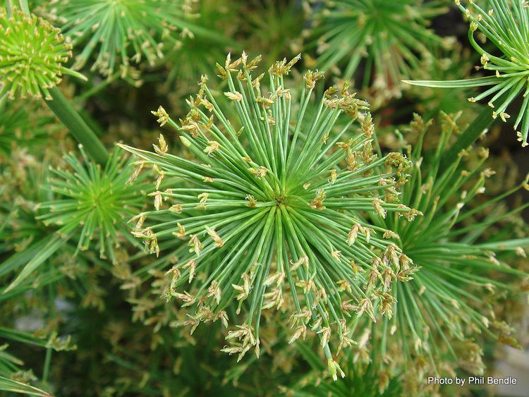 Cyperus haspan TERRAIN Taranaki Educational Resource Research Analysis