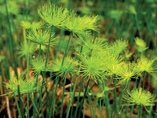 Cyperus haspan Cyperus Haspan Dwarf papyrus Shallow Water Plant For Sale