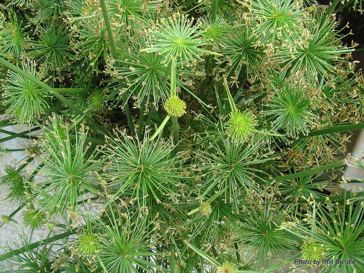 Cyperus haspan TERRAIN Taranaki Educational Resource Research Analysis