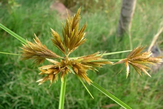 Cyperus polystachyos bunchy sedge Weed Identification Brisbane City Council