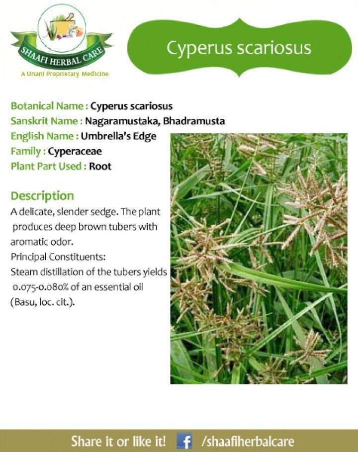 Cyperus scariosus benefits of Cyperus scariosus general information of Cyperus