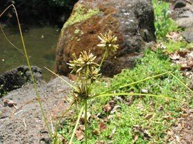 Cyperus trachysanthos nativeplantshawaiieduimagesplantsCyperustrac