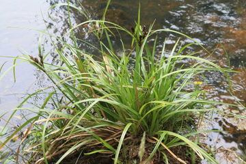 Cyperus ustulatus Cyperus ustulatus ZipcodeZoo