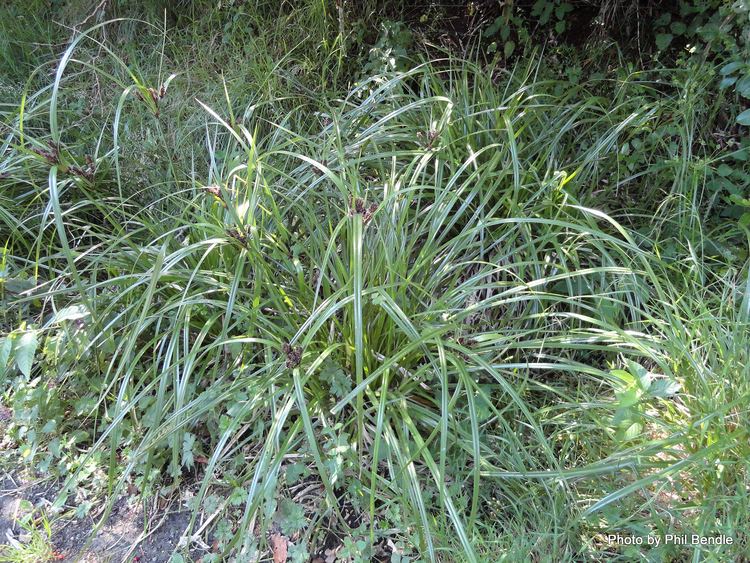Cyperus ustulatus TERRAIN Taranaki Educational Resource Research Analysis