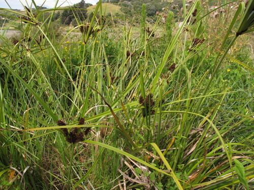 Cyperus ustulatus - Alchetron, The Free Social Encyclopedia