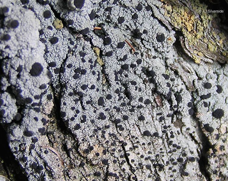 Cyphelium Cyphelium inquinans images of British lichens