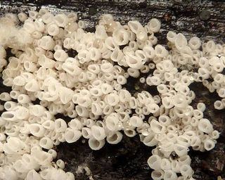Cyphellaceae mushroomobserverorgimages320258929jpg