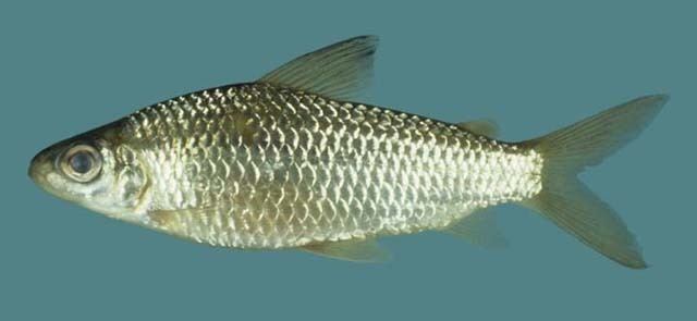 Cyphocharax Fish Identification