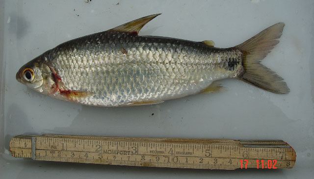 Cyphocharax Fish Identification
