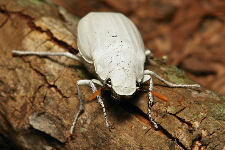 Cyphochilus (beetle) White Scarab Beetle Cyphochilus insulanus Melolonthinae Flickr