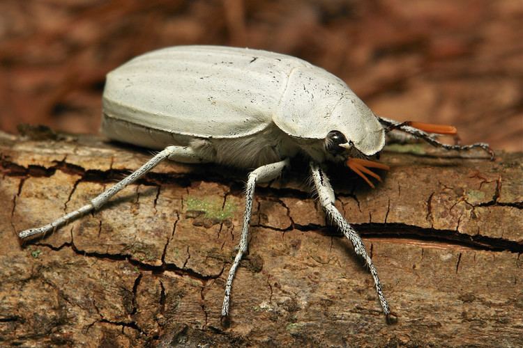 Cyphochilus (beetle) White Scarab Beetle Cyphochilus insulanus Melolonthinae Flickr