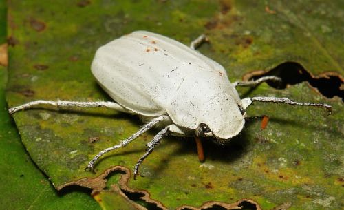 Cyphochilus (beetle) SINOBUG White Scarab Beetle Cyphochilus insulanus
