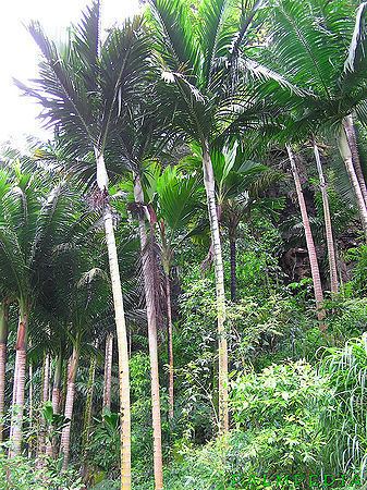 Cyphophoenix nucele Cyphophoenix nucele Palmpedia Palm Grower39s Guide