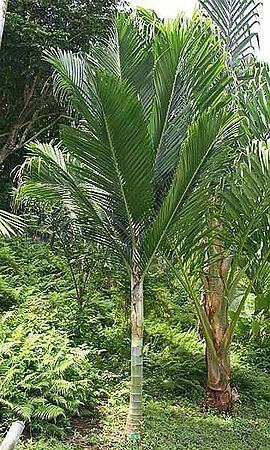 Cyphophoenix nucele Cyphophoenix nucele Palmpedia Palm Grower39s Guide