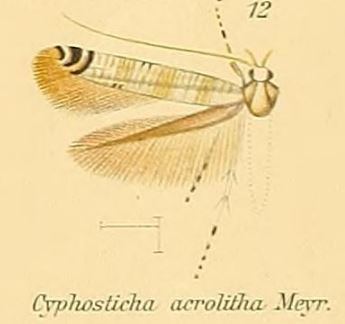 Cyphosticha acrolitha
