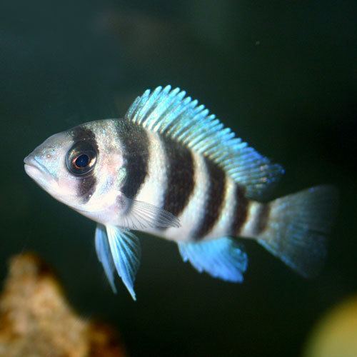 Cyphotilapia frontosa Frontosa Cichlid Cyphotilapia frontosa Humphead Cichlid Fish Guide