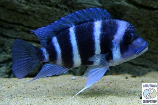Cyphotilapia gibberosa Cyphotilapia Gibberosa Blue Zaire Moba for sale