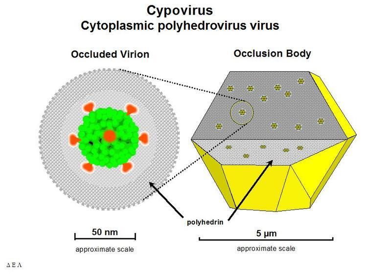 Cypovirus Cypovirus Wikipedia