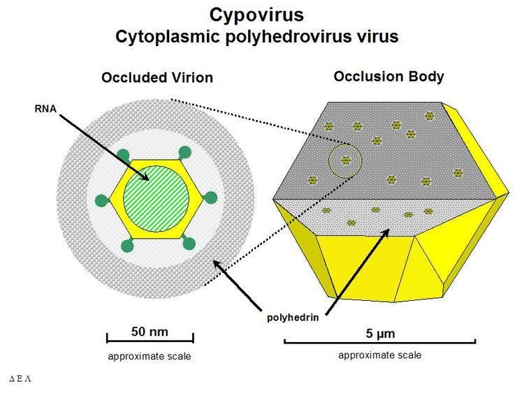 Cypovirus FileCypovirusdiagramjpg Wikipedia