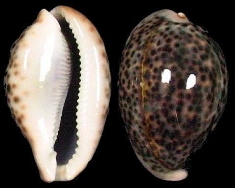 Cypraea Cypraea pantherina pantherina