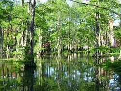 Cypress Lake (Lafayette, Louisiana) httpsuploadwikimediaorgwikipediacommonsthu
