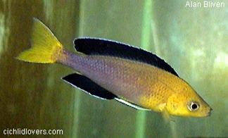 Cyprichromis Cyprichromis leptosoma Mpimbwe quotBlack Beequot