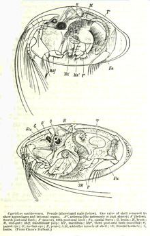 Cypridinidae httpsuploadwikimediaorgwikipediacommonsthu