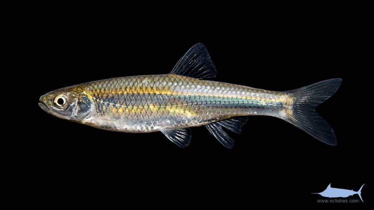 Cyprinella spiloptera Cyprinella spiloptera Fishes of North Carolina