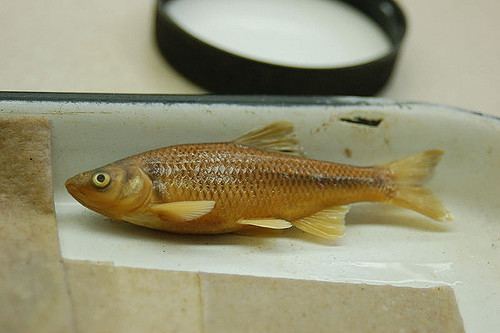 Cyprinella spiloptera Spotfin Shiner Cyprinella spiloptera Spotfin Shiner Cypri Flickr