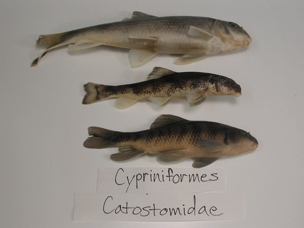 Cypriniformes Cypriniformes Catostomidae Fisheries Media Gallery