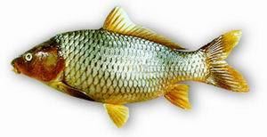 Cyprinus FAO Fisheries amp Aquaculture Species Fact Sheets Cyprinus carpio