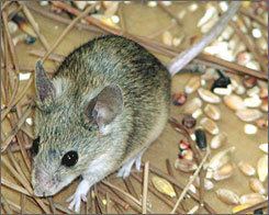 Cypriot mouse imagesusatodaycomtechphotos20061012mousejpg