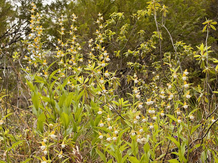 Cypripedium californicum FileCypripedium californicum Flickr 001jpg Wikimedia Commons