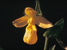 Cypripedium dickinsonianum httpsuploadwikimediaorgwikipediacommonsthu